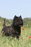 CAIRN TERRIER 011